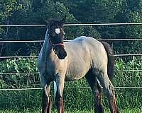 black-gvhs-filly-mare