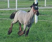 roan-gvhs-filly-mare