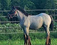 gypsy-vanner-filly