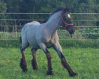 gypsy-vanner-horse-for-sale