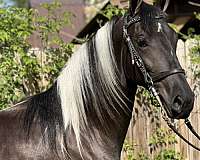 black-tobiano-horse