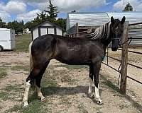 black-tennessee-walking-filly