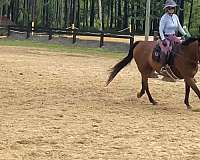 thoroughbred-horse-for-sale