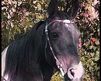 tobiano-blackwhite-horse