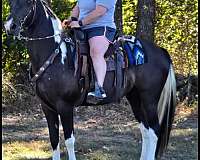 gaited-spotted-saddle-horse