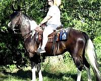 trail-spotted-saddle-horse