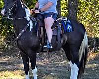 trail-riding-spotted-saddle-horse