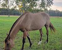 western-riding-quarter-horse