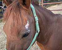 trail-riding-pony