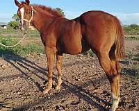 athletic-quarter-horse