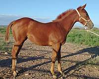 racing-quarter-horse