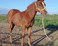 ranch-versatility-quarter-horse