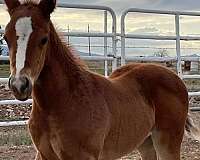 roping-quarter-horse