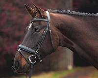 dutch-warmblood-mare-yearling