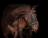 warmblood-mare-yearling