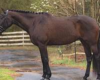 dressage-andalusian-horse