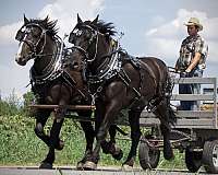 percheron-draft-horse