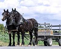 belgian-draft-horse