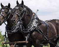 work-draft-horse