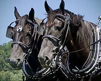 percheron-draft-horse