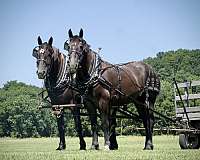 draft-horse