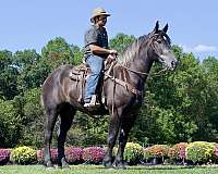 top-draft-horse