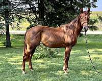 chestnut-quarter-horse-mare