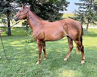 chestnut-aqha-mare