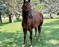 chestnut-aqha-horse