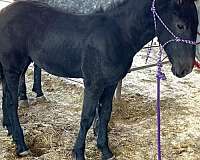 dappled-draft-horse