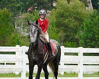 dressage-draft-horse