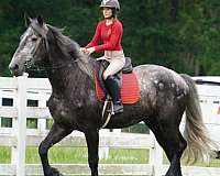 eventing-draft-horse