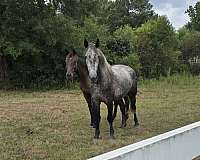 trail-riding-draft-horse