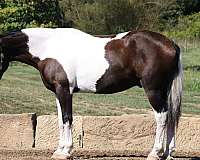 all-around-draft-horse