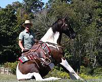 piebald-white-horse