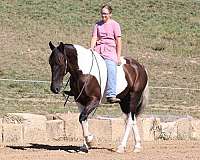 athletic-draft-horse