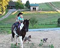 driving-draft-horse