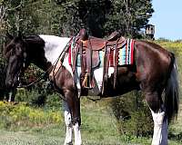 beginner-draft-horse