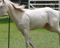 beginner-quarter-horse