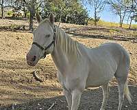 trail-riding-quarter-horse