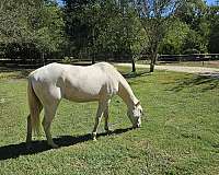 perlino-quarter-horse-gelding