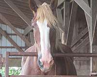 belgian-horse