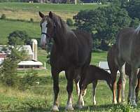 draft-belgian-horse