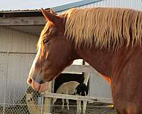 bdhca-belgian-horse