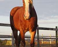 belgian-horse