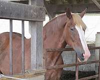 draft-belgian-horse