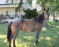 bay-roan-quarter-horse