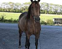 broodmare-quarter-horse