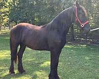 friesian-horse-for-sale