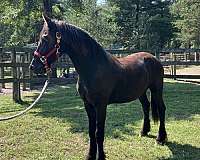 friesian-stallion